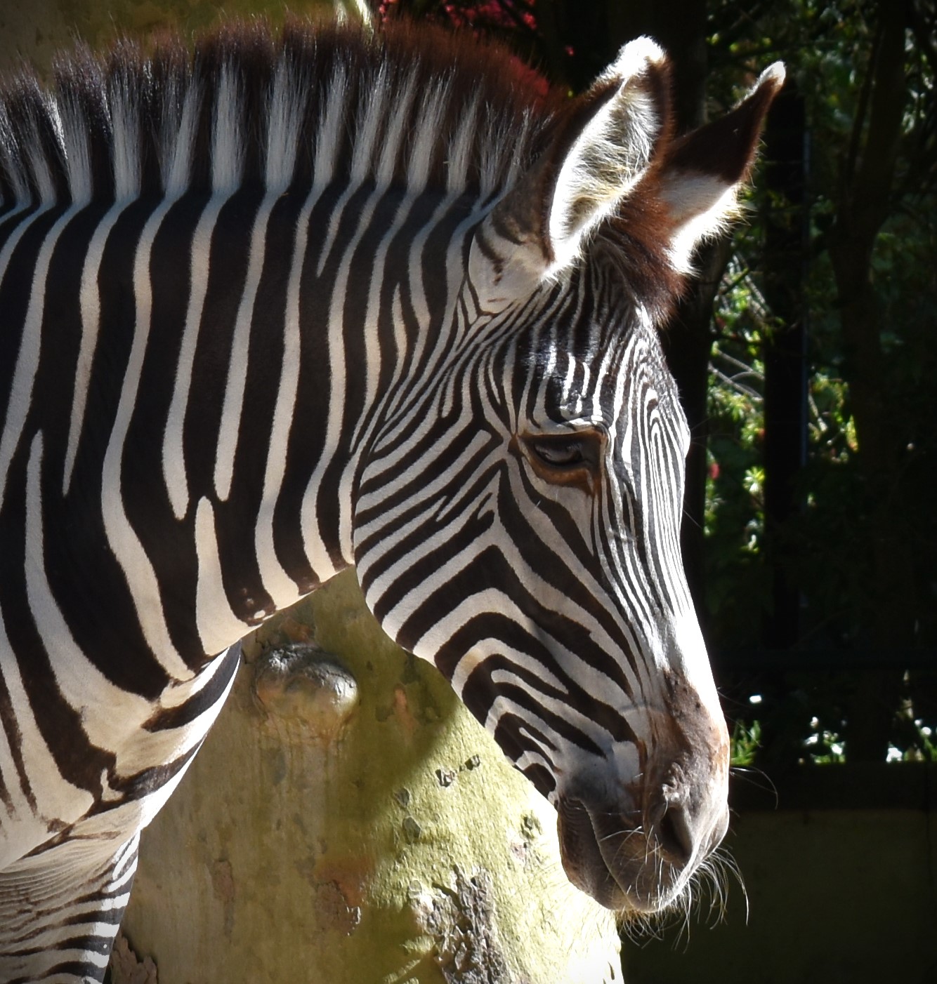 Visita ao Jardim Zoológico de Lisboa – curso de Artes Visuais